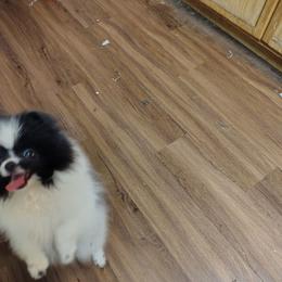 Rooster - Black parti male Pomeranian puppy in Andrews, South Carolina from Purple Diamonds Kennel