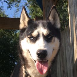 Valkyrie - Siberian Husky