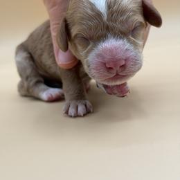 Light Blue - Red male Australian Labradoodle puppy in Sacramento, California from Adorable Labradoodle