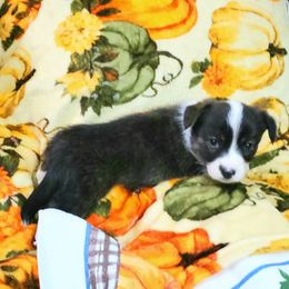 Mario - Brindle and white male Cardigan Welsh Corgi puppy in Myton, Utah from Cardigan Corgi Cuties 💓