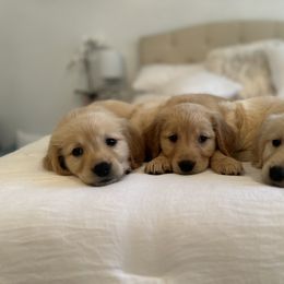 Golden Retriever Puppies from Goldens of Hope