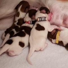 Nederlandse Kooikerhondje Puppies from Dreamcatcher Kooikerhondjes