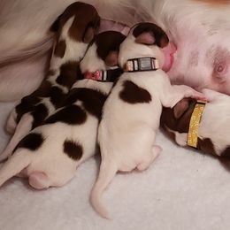 Nederlandse Kooikerhondje Puppies from Dreamcatcher Kooikerhondjes