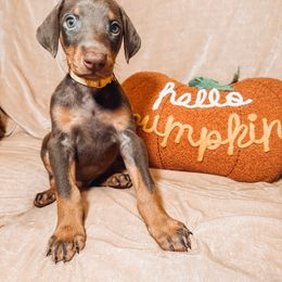 Doberman Pinscher Puppies from World of Dobies