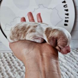 Griffin - Blenheim male Cavapoo puppy in London, Kentucky from Blue Meadow Puppies