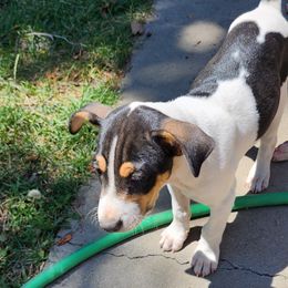 Rat Terrier Puppies from KIMBERLEE NILES