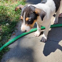Rat Terrier Puppies from KIMBERLEE NILES