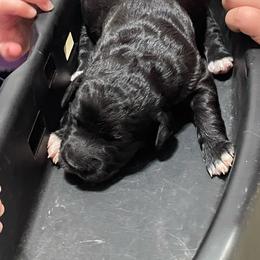 Mittens - Black female Labradoodle puppy in Craig, Nebraska from Top Knot Companions Poodles and Labradoodles