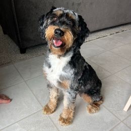 Indy - Aussiedoodle