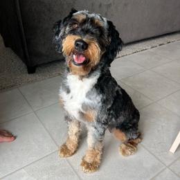 Indy - Aussiedoodle