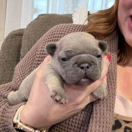 Milo - Fawn and white male French Bulldog puppy in Goshen, Ohio from Washburns bostons