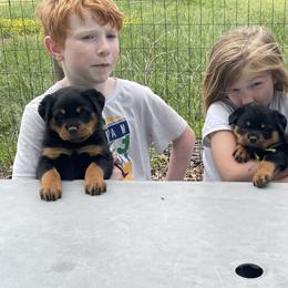 2nd pick female - Black and mahogany female Rottweiler puppy in Burlington, Kentucky from vom Blaurasen Rottweilers