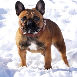 Kali - French Bulldog