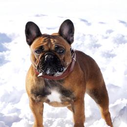 Kali - French Bulldog