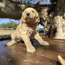 Girl 1 - Apricot female Goldendoodle puppy in Fruitland Park, Florida from Mount Doodles