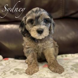 SYDNEY - female Australian Mountain Doodle puppy in Bristow, Oklahoma from 10-Acre Woods Cockapoos