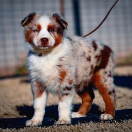 Kozmo - Red merle male Australian Shepherd puppy in Pima, Arizona from Lazy D Ranch Australian Shepherds