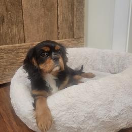 Border Collie and Cavalier King Charles Spaniel Puppies from Magnolia Acres