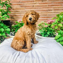 Costco - Red  male Goldendoodle puppy in Everett, Washington from Big Top Doodles