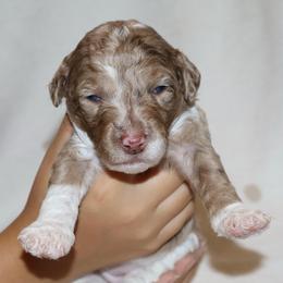 Veruca - Chocolate merle female Bernedoodle puppy in Ohio from Moore Doodles