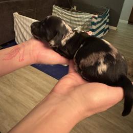 Girl 1 - Dapple female Dachshund puppy in Phoenix, Arizona from Jennifer's Guardian Doxies
