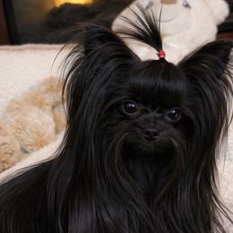 Romeo - Yorkshire Terrier