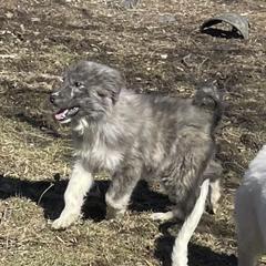 Male Puppy 2 - Colorado Mountain Dog puppy in Springfield, Ohio from Mill Iron Farms