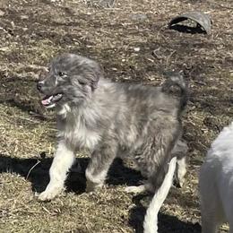 Male Puppy 2 - Colorado Mountain Dog puppy in Springfield, Ohio from Mill Iron Farms