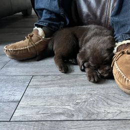 Labrador Retriever Puppies from Northern Woods Labs
