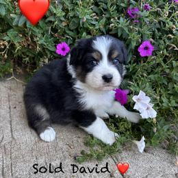 Red Collar - Black tri-color male Australian Shepherd puppy in Stayton, Oregon from Russell Ranch Aussies