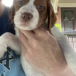 Tootsie Roll - Orange and white female Brittany puppy in Downers Grove, Illinois from Attitude Brittanys