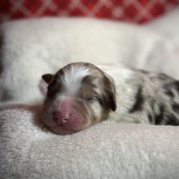 Australian Shepherd Puppies from M3 Sassafrass Ranch