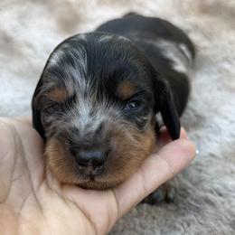 Cam - Dapple male Dachshund puppy in Cypress, California from Dickeys Doxies