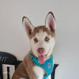 Vanila - Brown and white female Siberian Husky puppy in Springfield, Massachusetts from 16acreshuskies