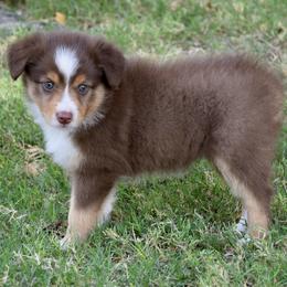Bashy - Red tri female Miniature Australian Shepherd puppy in Evant, Texas from Lazy VT Bar Ranch