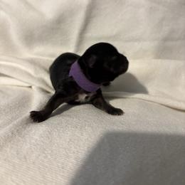 Purple - Black and white female Shihpoo puppy in Walterboro, South Carolina from Puddlejumpers