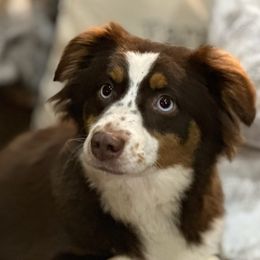 Zira - Miniature American Shepherd