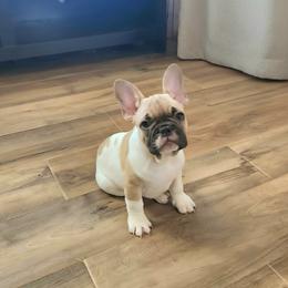 Boy 3 - White and fawn male French Bulldog puppy in Shields, Michigan from Michigan Frenchies