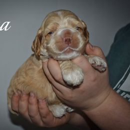 Luna - Buff female Cocker Spaniel puppy in Myerstown, Pennsylvania from The Cocker Cingdom