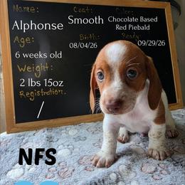 Tigger - Piebald male Dachshund puppy in Hoquiam, Washington from Heyd's Mini Dachshunds