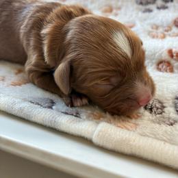 Sky - Red male Cavapoo puppy in Adrian, Oregon from ApplebyFarm