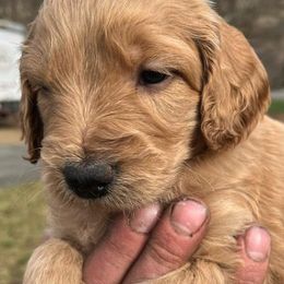 Goldendoodles and Labradoodles from Brit N’ Brood Doodles