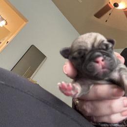 Pug Puppies from RD Pugs