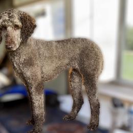 Charlie - Poodle