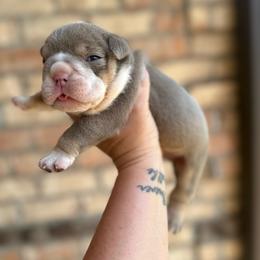 Girl 1 - Lilac tri-color female Bulldog puppy in Hernando, Mississippi from Blues City Bulldogs
