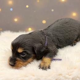 Purple collar - Black and tan female Dachshund puppy in Simms, Montana from Simms Ashuelot Kennel