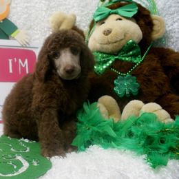 Poodle Puppies from Waggin Tails Poodles