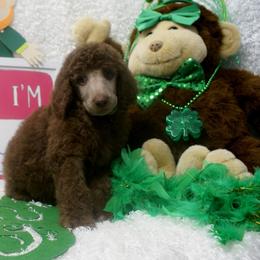 Poodle Puppies from Waggin Tails Poodles