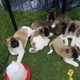 Akita Puppies from Komai Akitas