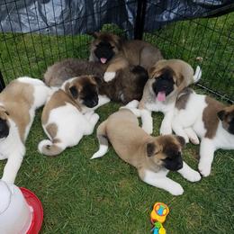 Akita Puppies from Komai Akitas
